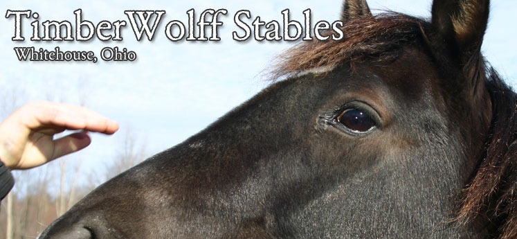 Timberwolff Stables Whitehouse Ohio - Hippotherapy Program with St. Vincent Mercy Children's Hospital